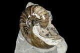 Polished Nautilus and Ammonite Fossil Association - England #180258-3